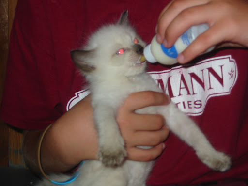 Meow!