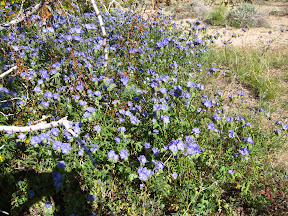 Canterbury Bell