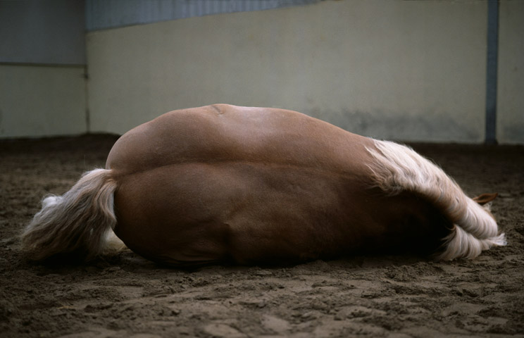 Charlotte_Dumas_Horses_4.jpg Liggend Paard