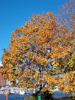 Autumn leaves