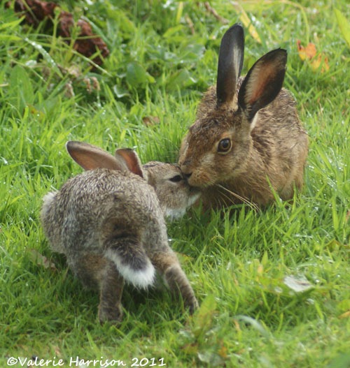[hare-and-rabbit-3%255B2%255D.jpg]