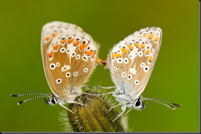 Common Blue's mating