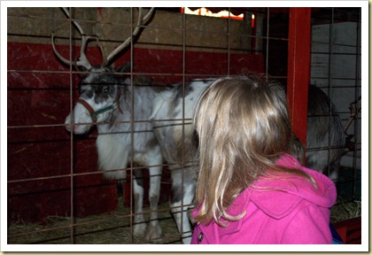 Reindeer