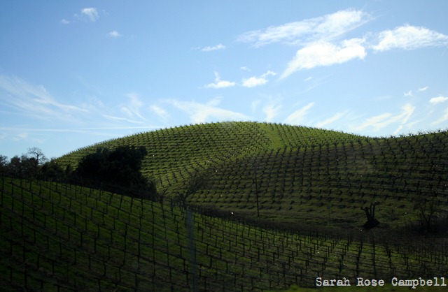 [IMG_7305_edited-1%255B10%255D.jpg]
