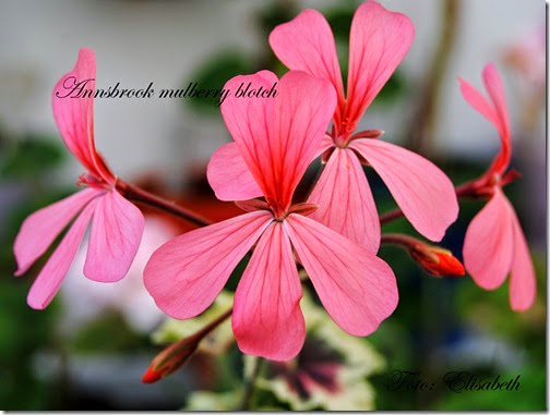 Pelargonium 16 juni -14 067 Pelargonium 16 juni -14 067