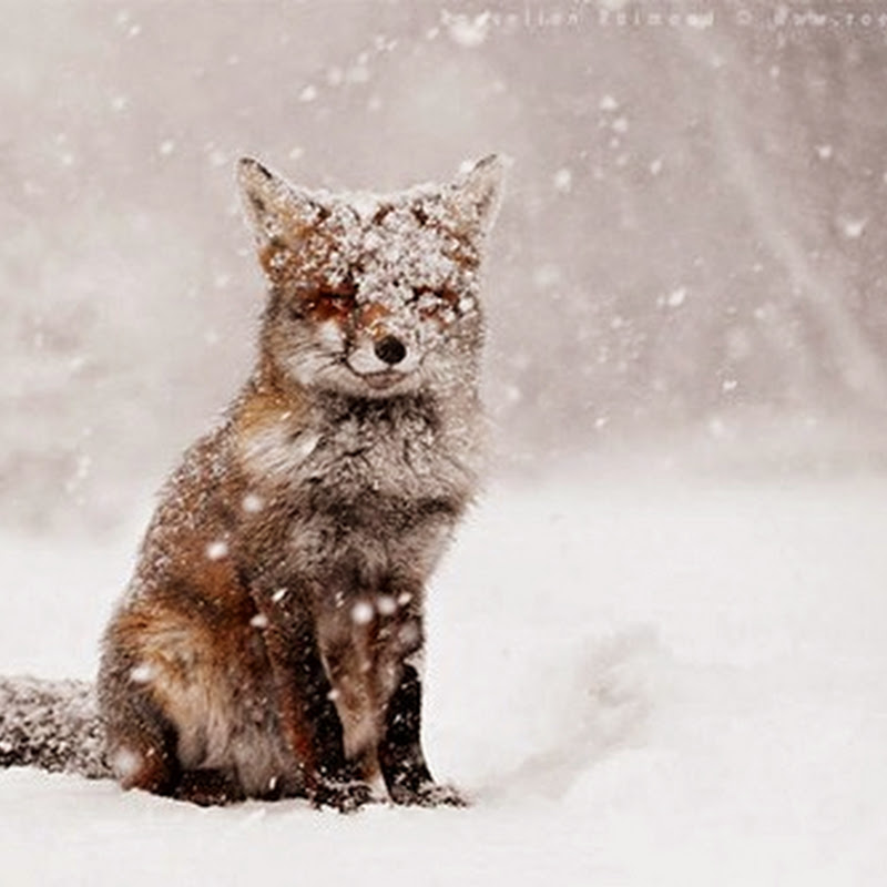 22 Breathtaking Wildlife Pictures Of Beautiful Foxes.