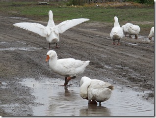 IMG_3623 IMG_3623