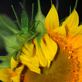 Leaf Bug