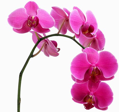 [orchid%255B3%255D.jpg]