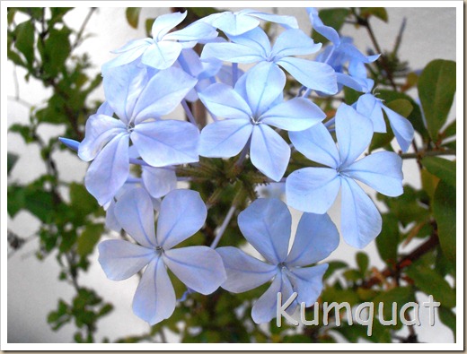 Plumbago 3