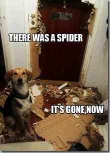there was a spider5