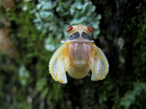 cicada emerging top view cicada emerging top view