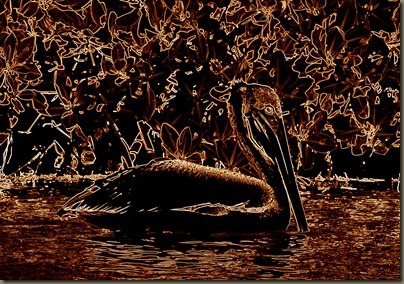 pelican kayaking from bridge at sunshine key