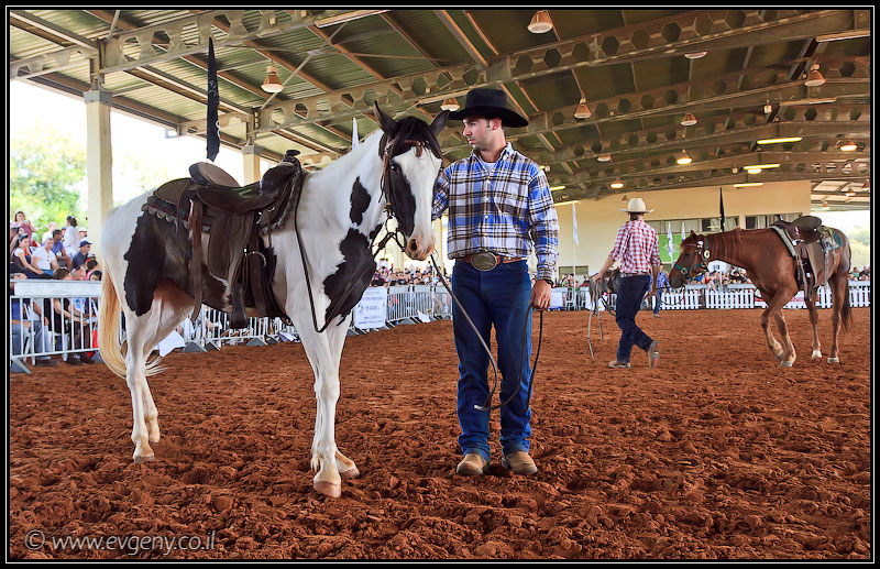 il/Фото: Stallion Show 2011 (20110416 stllion show 082 2361)