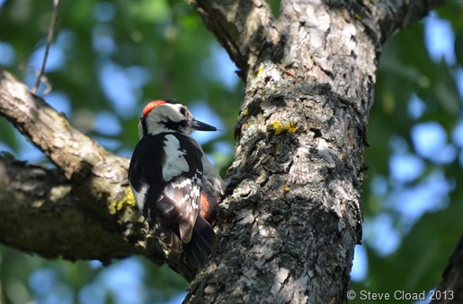 Syrian woodpecker near Hotel Villa Volgy