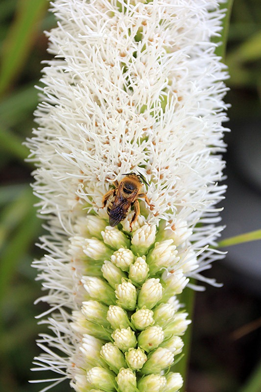 [Liatris-spicata_02%255B2%255D.jpg]