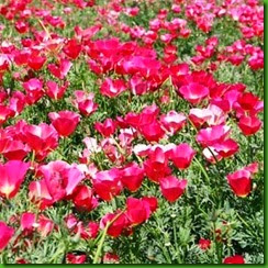 California poppies carmine