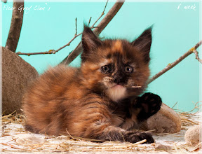 Фото котенка мейн-кун Fleur возраст 6 недель