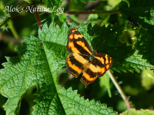 Nymphalidae%25252c%252520symbrenthia%252520hippoclus%25252c%252520common%252520jester
