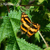 Nymphalidae%25252c%252520symbrenthia%252520hippoclus%25252c%252520common%252520jester