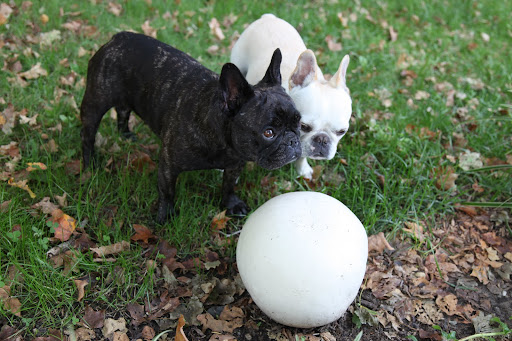 It's so strange, Sharkey.  I've never seen one growing here before.  As I recall, puffballs are an edible fungi, but how does one eat something so big?  Do you butcher it up like a side of beef?
