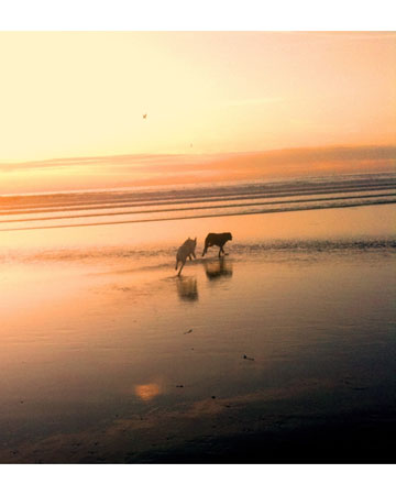 Riley and Bailey, shelter mutts from San Diego, love their time together at the beach!