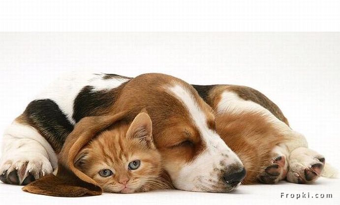 Unusual Friendships: Friendship is one mind in two bodies by Mencius