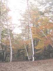 11.2011 Maine Otisfield Richard and Terrys trees in yard