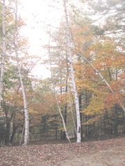 11.2011 Maine Otisfield Richard and Terrys trees in yard 11.2011 Maine Otisfield Richard and Terrys trees in yard