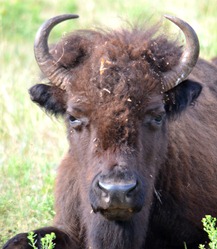 buffalo on the wildlife loop Custer State Park