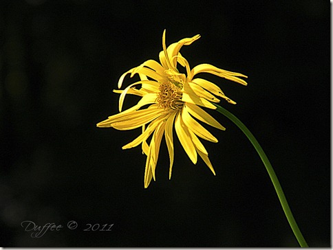 Yellow Chyrsanthemum