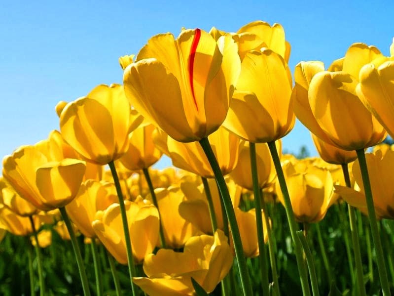 [Yellow-Tulip-yellow-34512673-1024-76.jpg]
