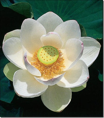 flor_de_lotus_imagelarge flor_de_lotus_imagelarge