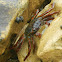 Unknown Crab