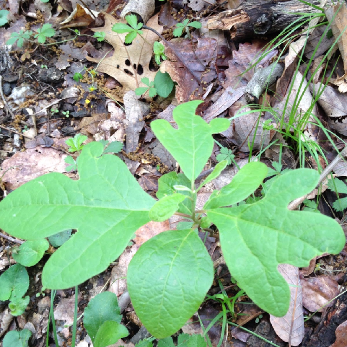 Sassafras tree