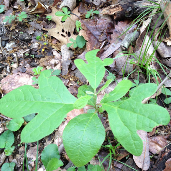 Spotting Image 1