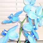 orchids