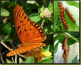 G-Fritillary