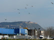 Montjuic castle and birds from the Llobregat