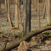 Rezerwat "Śnieżycowy Jar" dsc07014.jpg