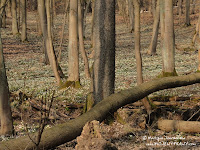 Rezerwat Śnieżycowy Jar