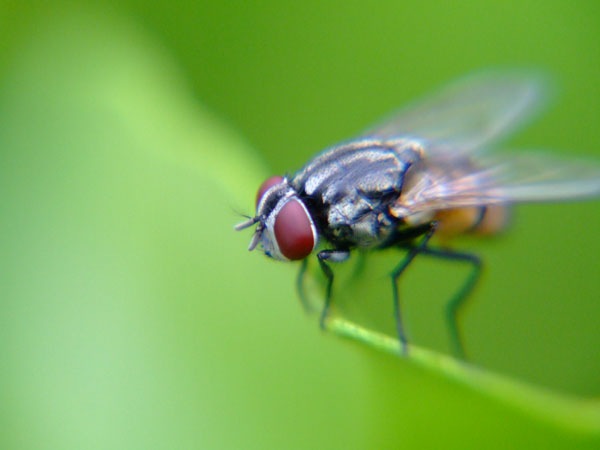 [lalat11%255B8%255D.jpg]