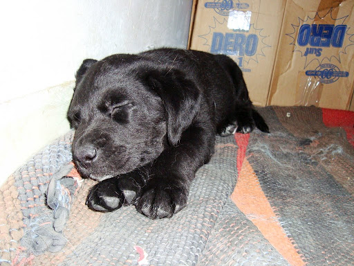 Puppy