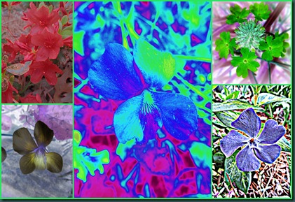 strange blooms strange blooms