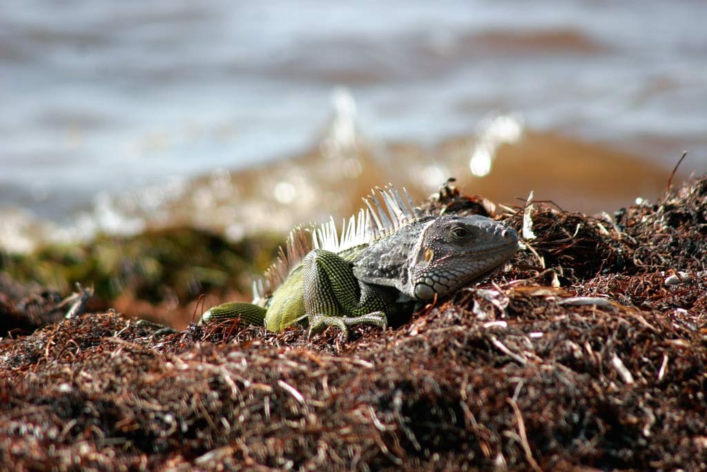 [Iguana-2%255B3%255D.jpg]