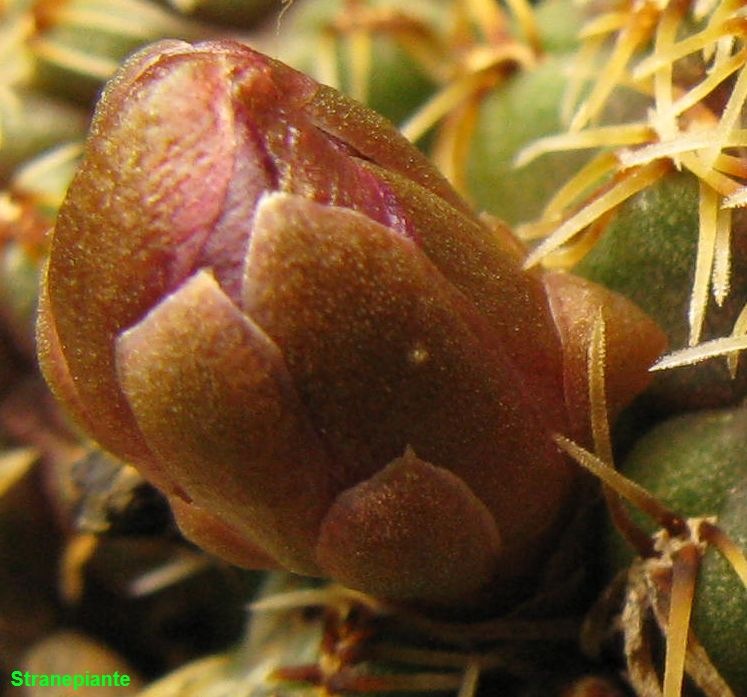 [Rebutia-canigueralii-subsp.-pulchra-%255B1%255D.jpg]