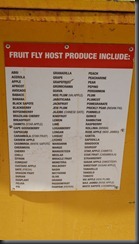 fruit fly 004