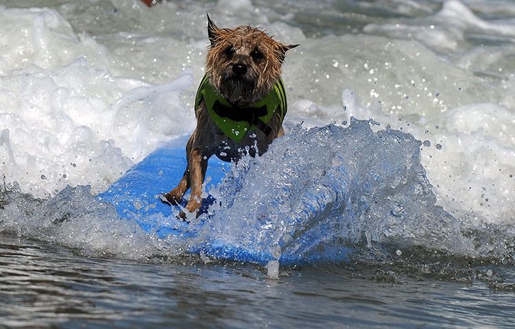 6th-surf-dog-comp5 6th-surf-dog-comp5