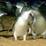 The Penguin Parade at Phillip Island - Cowes, Australia