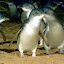 The Penguin Parade at Phillip Island - Cowes, Australia
